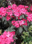 Preview: Rhododendron Hybride Concerto - Großblumige Alpenrose - 30-40cm