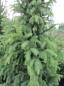 Preview: Picea abies Columnaris