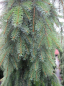 Preview: Picea omorika Pendula