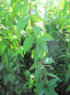 Preview: Deutzia magnifica Tourbillon Rouge - Sternchenstrauch - 60-100