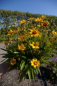 Preview: Coreopsis grandiflora Domino - Großblumiges Mädchenauge -