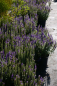Preview: Veronica spicata Ulster Dwarf Blue - Scheinähriger Ehrenpreis -