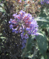 Preview: Buddleja davidii Lochinch - Sommerflieder - Schmetterlingsflieder - 60-80