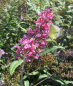 Preview: Buddleja davidii Pink Spread - Sommerflieder - Schmetterlingsflieder - 60-80