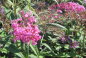 Preview: Buddleja davidii Pink Spread - Sommerflieder - Schmetterlingsflieder - 60-80