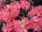 Preview: Rhododendron Hybride Henri Nannen - Großblumige Alpenrose 30-40cm