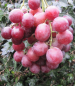 Preview: vitis chasselas royal