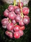 Preview: weintraube chasselas royal