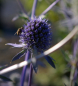 Preview: Eryngium planum Blauer Zwerg - Kleiner Mannstreu -