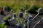 Preview: Eryngium planum Blauer Zwerg - Kleiner Mannstreu -