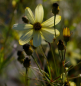 Preview: Coreopsis verticillata Moonbeam - Quirlblättriges Gartenschönauge -