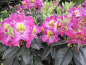 Preview: Rhododendron hybr. "Magic Eye" 30-40