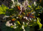 Preview: Heuchera hybr. Green Spice - Purpurglöckchen -