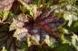 Preview: Heuchera hybr. Green Spice - Purpurglöckchen -