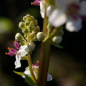 Preview: Verbascum chaixii Album - Königskerze -