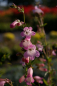 Preview: Penstemon Appleblossom - Bartfaden -