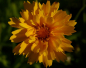 Preview: Coreopsis grandiflora Early Sunrise - Großblumiges Mädchenauge -