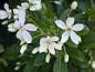 Preview: Choisya ternata - Orangenblume - immergrün - duftend - 30-40 cm