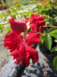 Preview: Bodendeckerrose und Kleinstrauchrose Mainaufeuer