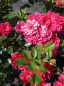 Preview: Bodendeckerrose Fairy Red® 92 - Rosa Fairy Red® 92 - scharlachrot -