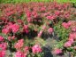 Preview: Bodendeckerrose Fairy Red® 92 - Rosa Fairy Red® 92 - scharlachrot -