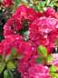 Preview: Bodendeckerrose Fairy Red® 92 - Rosa Fairy Red® 92 - scharlachrot -