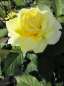 Preview: Edelrose Aperitif ® - gelb gefüllte Teehybride - Duft+
