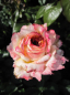 Preview: Strauchrose Maui ® - Rosa Maui ® -