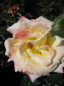 Preview: Strauchrose Maui ® - Rosa Maui ® -