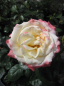 Preview: Edelrose Barbados ® - Romatik Rosen