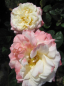 Preview: Edelrose Barbados ® - Romatik Rosen