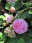 Preview: Ramblerrose Dentelle de Malines (R)