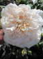 Preview: Ramblerrose Colonial White (R)