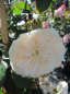 Preview: Ramblerrose Colonial White (R)