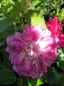 Preview: Ramblerrose Alexandre Girault