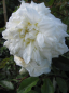 Preview: Ramblerrose Alberic Barbier (R)