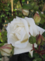 Preview: Ramblerrose White New Dawn ®