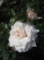 Preview: Ramblerrose White New Dawn ®
