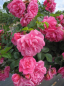 Preview: Hochstammrose Palmengarten Frankfurt