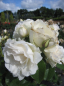 Preview: Hochstammrose Princess of Wales