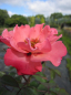 Preview: Hochstammrose Alissar Princess of Phoenicia ® - rosa Blüten - Duft++
