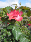 Preview: Hochstammrose Alissar Princess of Phoenicia ® - rosa Blüten - Duft++