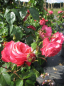 Preview: Kletterrose  Rosanna  (R) XL