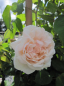 Preview: Kletterrose  Madame Alfred Carriere  (R) XL