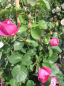 Preview: Kletterrose  Allegro (R) XL