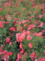 Preview: Bodendeckerrose Kirsch Cover® syn. Petaluma Cover® - Rosa Kirsch Cover® syn. Petaluma Cover® - rot gemischt - Poulsen-Ro