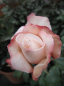 Preview: Edelrose Nadja Renaissance (R)