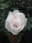 Preview: Edelrose Nadja Renaissance (R)