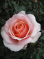 Preview: Edelrose Scented Memory