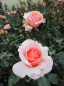 Preview: Edelrose Scented Memory